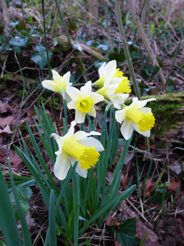 Narcissus pseudonarcissus ssp. pseudonarcissus